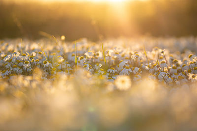 Close-up of  flowering plants on field