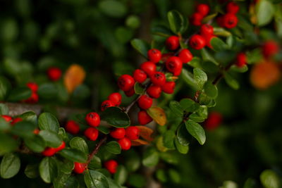 Cotoneaster conspicuus horizontalis, red berries on a branch