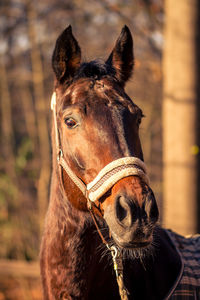 Close-up of horse