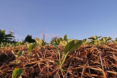 Plants growing on field against clear sky