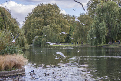 Birds flying over lake