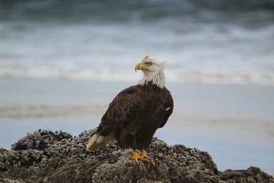 Eagle perching on rock by sea