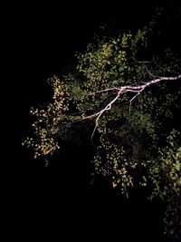 Low angle view of tree against sky at night