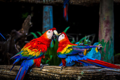 Close-up of scarlet macaws perching on wood