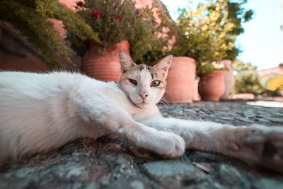 Portrait of cat resting