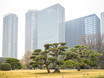 Trees by modern buildings against sky in city