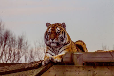 Close-up of tiger against sky