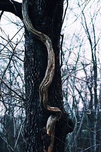 Close-up of lizard on tree trunk in forest