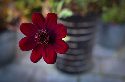 Close-up of red flower