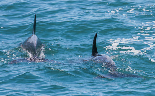 Dolphins swimming in sea