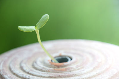 Close-up of spiral bud