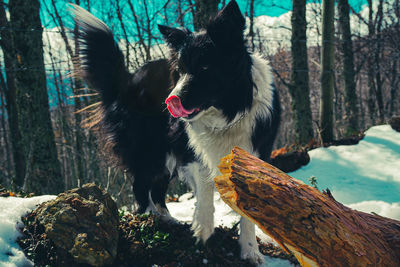View of a dog on the ground