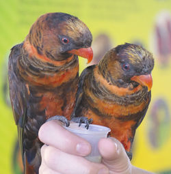 Close-up of lorikeets on cropped hand