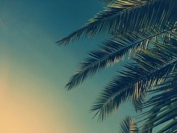 Low angle view of palm tree against sky