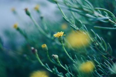 Close-up of yellow flower