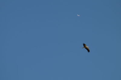 Low angle view of eagle flying against clear blue sky