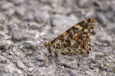 Close-up of butterfly on rock