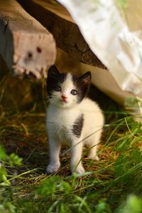 Portrait of cat on field