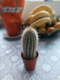 Close-up of succulent plant on table