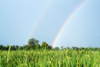 Scenic view of rainbow over field against sky