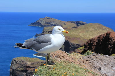 Seagull perching on rock by sea against sky