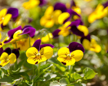 Close-up of yellow flowering plant