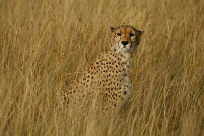 Portrait of cheetah sitting on field