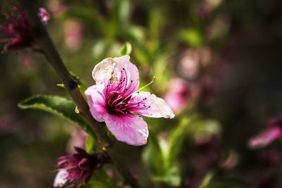 Close-up of pink flower