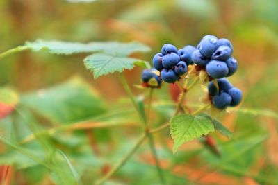 Close-up of berries growing on tree