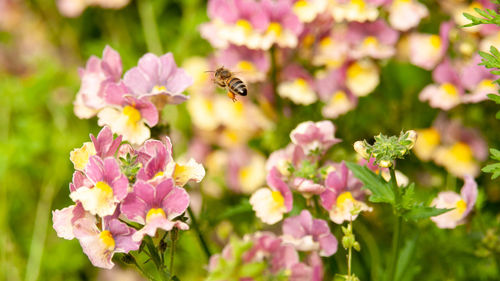 Close-up of bee on purple flowers