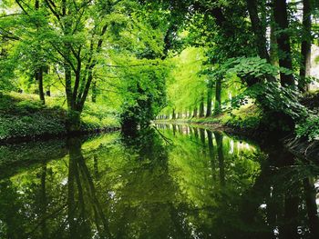 Scenic view of lake amidst trees in forest