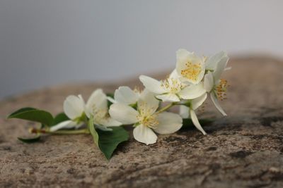 Close-up of white flowers on table