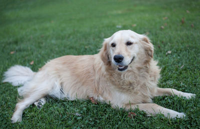 Portrait of golden retriever sitting on grass