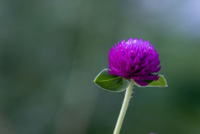 Close-up of pink flower