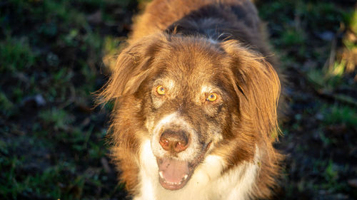 Portrait of dog on field