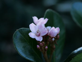 Close-up of pink flowering plant