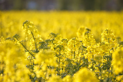 Close-up of flowers growing in field