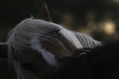 Horses curing one each other