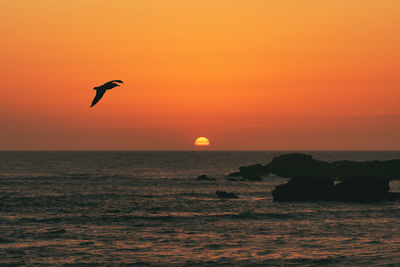 Bird flying over sea against orange sky