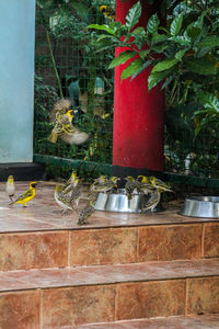 Bird perching on flower