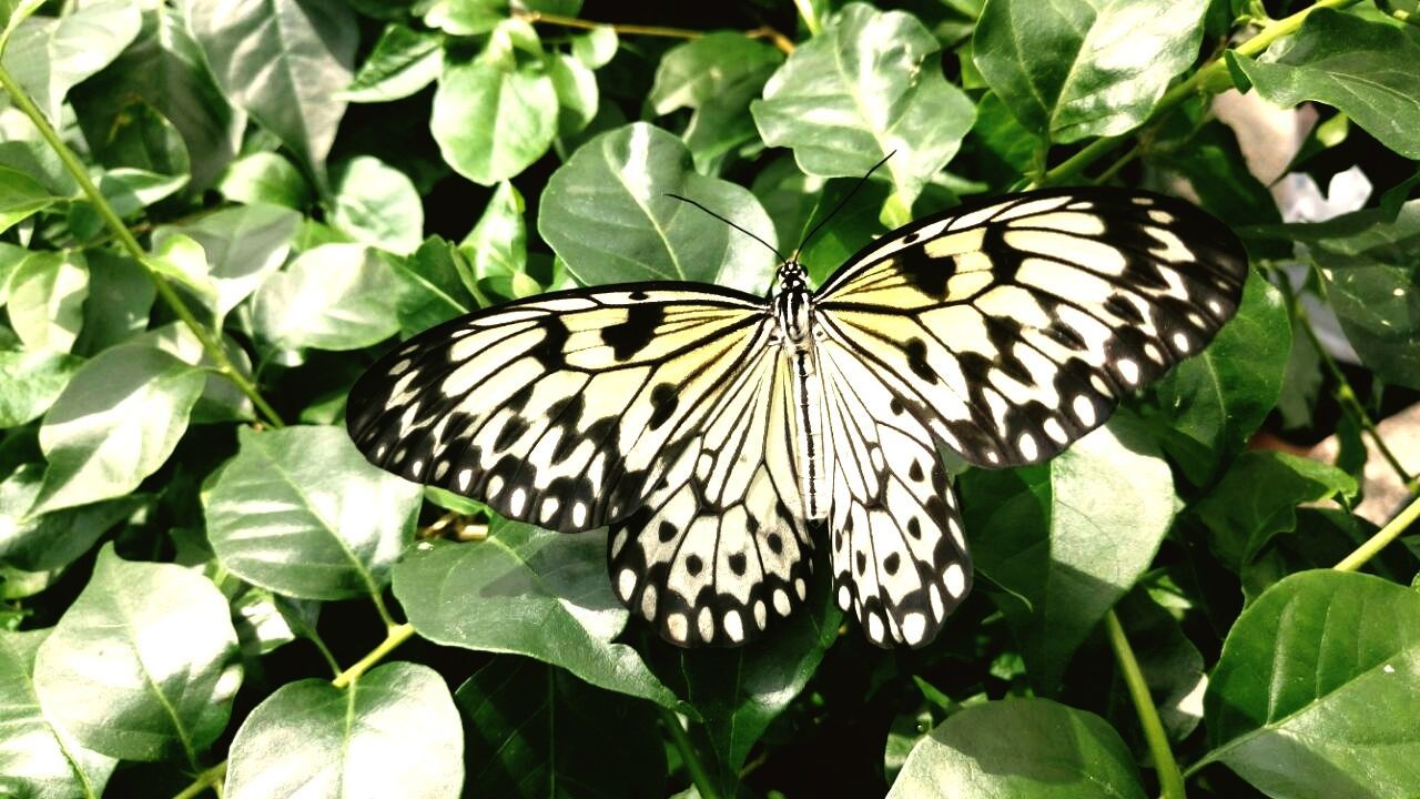 CLOSE-UP OF BUTTERFLY PERCHING ON LEAF