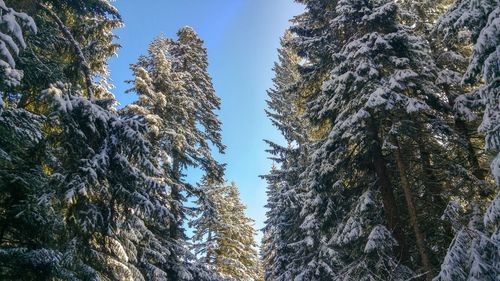 Low angle view of pine trees against sky during winter