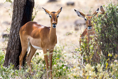 Deer standing in a field