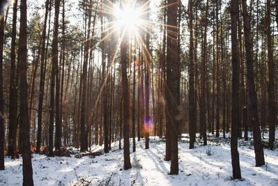 Trees on snow covered landscape in forest