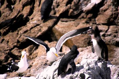 Flock of birds