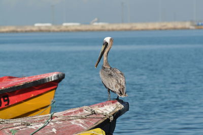 Bird perching on a boat