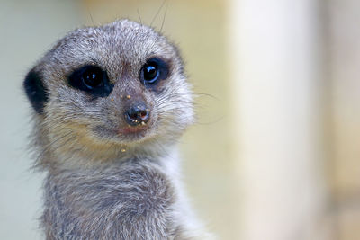 Portrait of meerkat