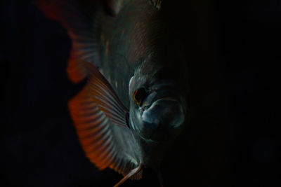 Close-up of fish swimming in sea