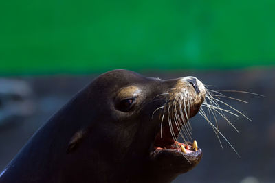 Close-up of sea lion