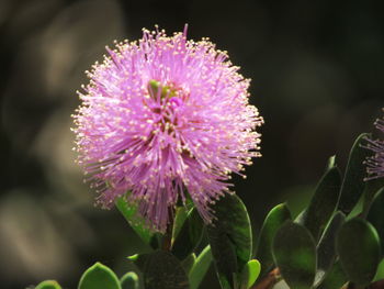 Close-up of pink thistle flower